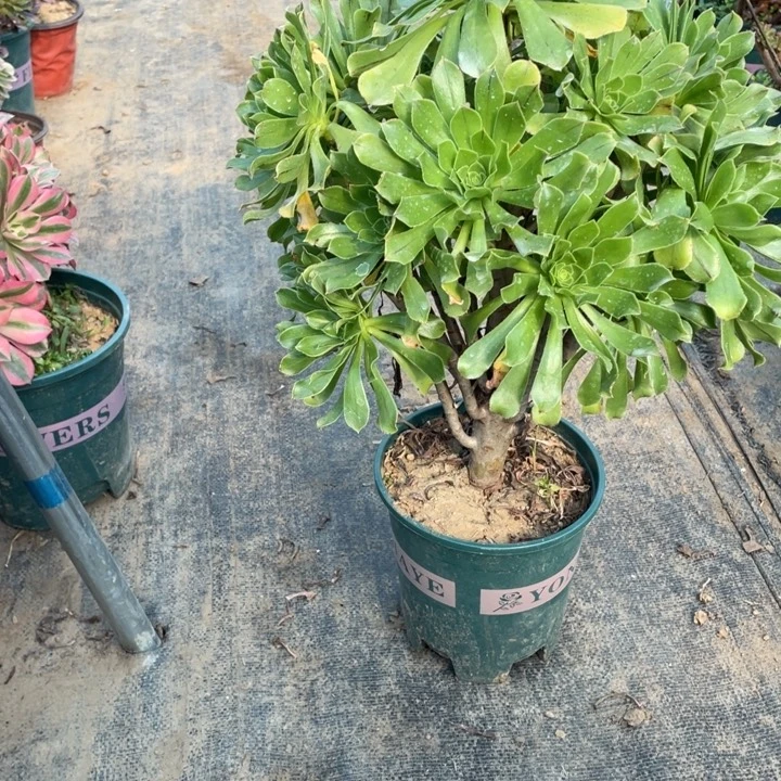 24原始绿法师多肉植物多肉