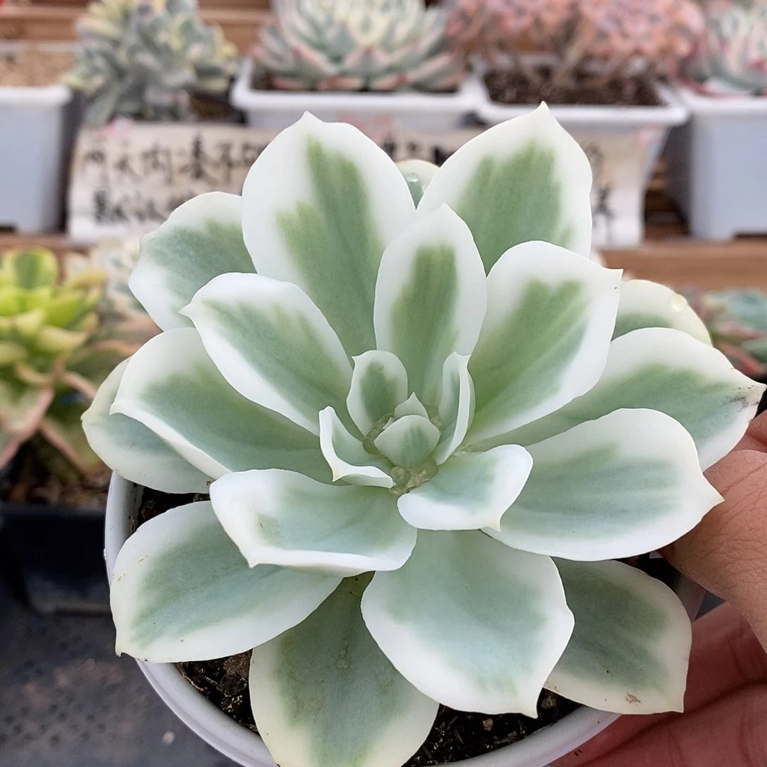 06265 柠檬玫瑰锦