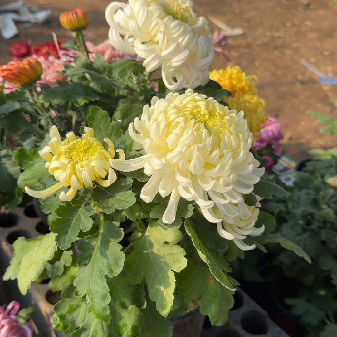 *****完全开放新品白色