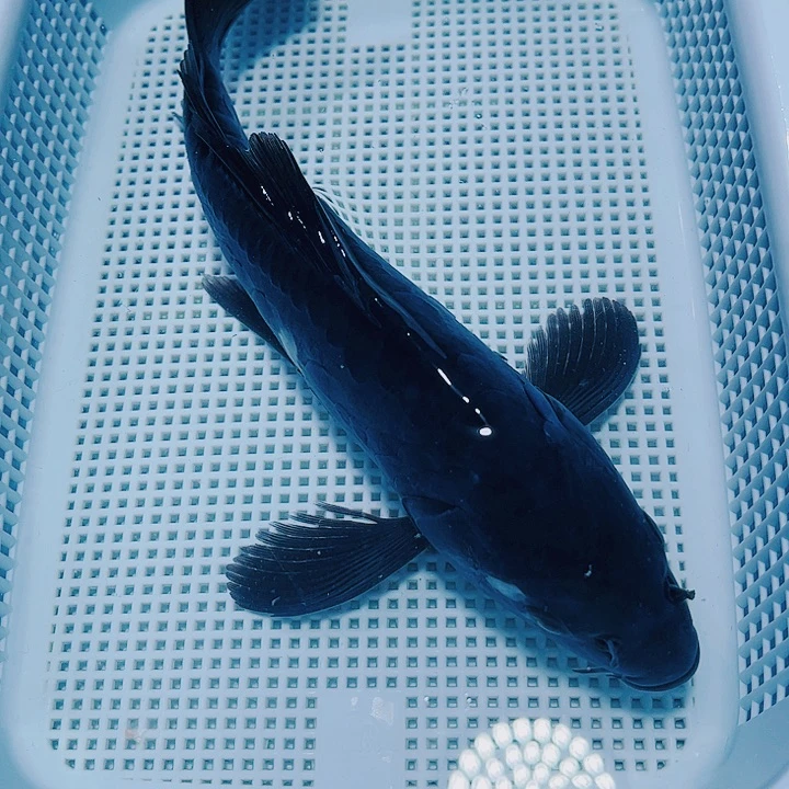 海水鱼锦鲤观赏鱼118