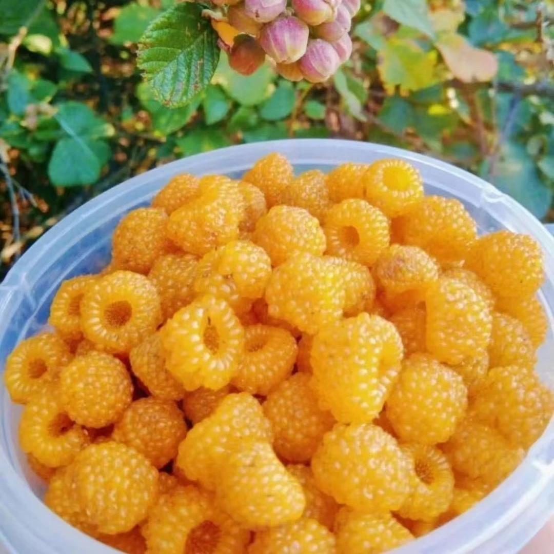 无刺黄泡无刺黑树莓苗带土带叶四季种植盆栽地栽南北方当年结果苗