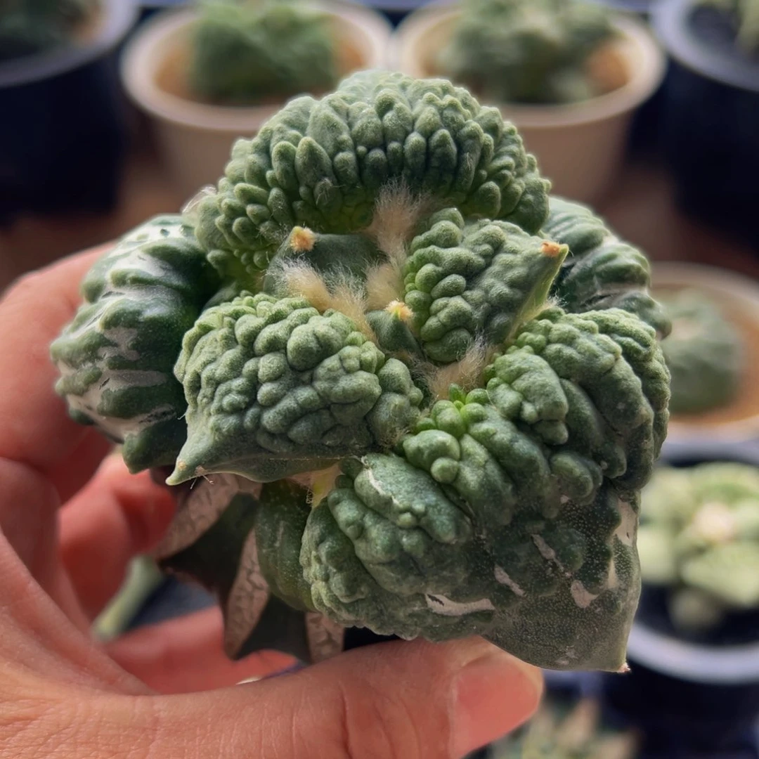 无花朵174怒涛牡丹仙人球8.8cmm