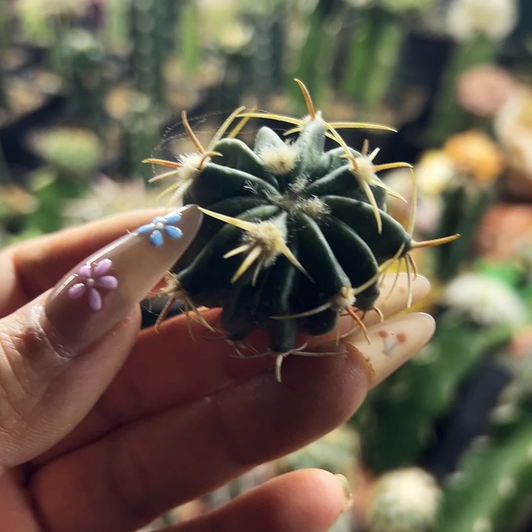 武藏林波侧牙 仙人球1111111111