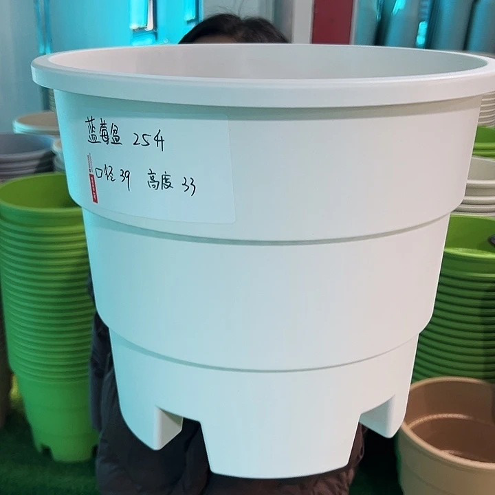 正品蓝莓盆口39高33白色无托3只