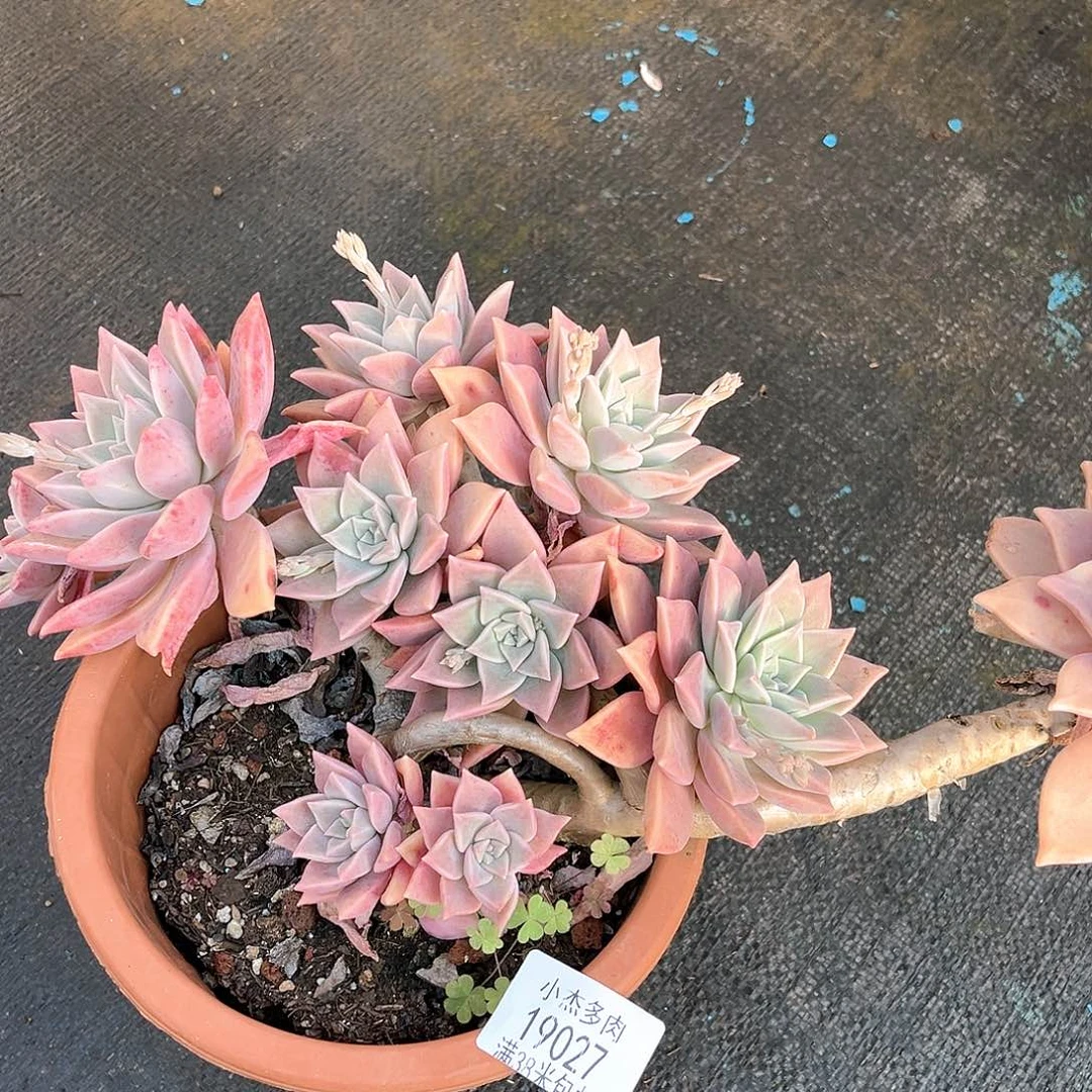 红粉月小群19027