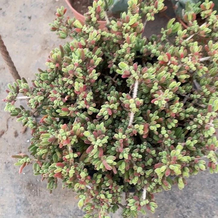 支杆大群银光兔满25包邮