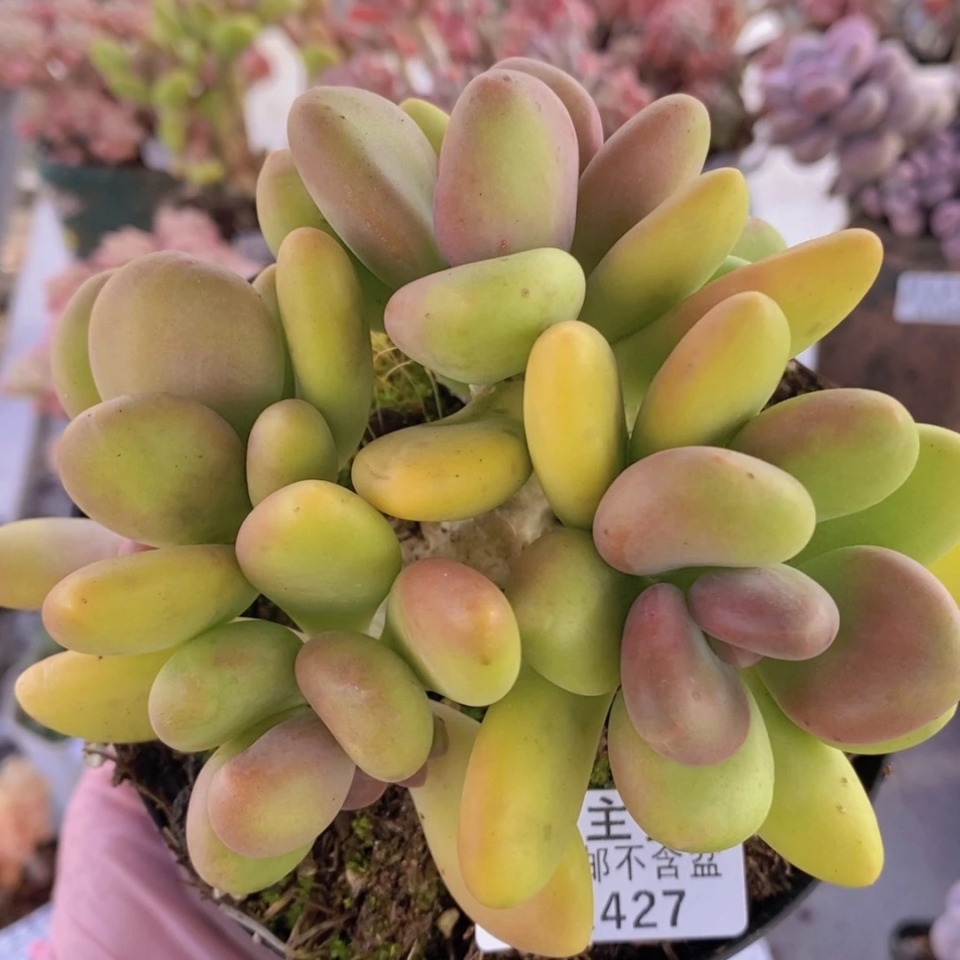 芒果奶12cm1427多肉植物