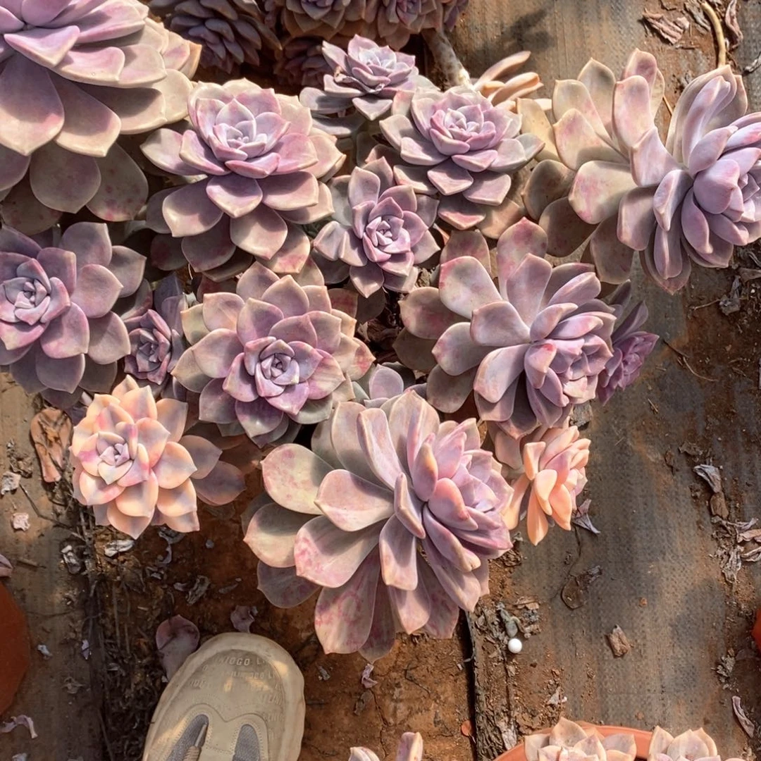 程*103 紫乐锦一物一拍外播