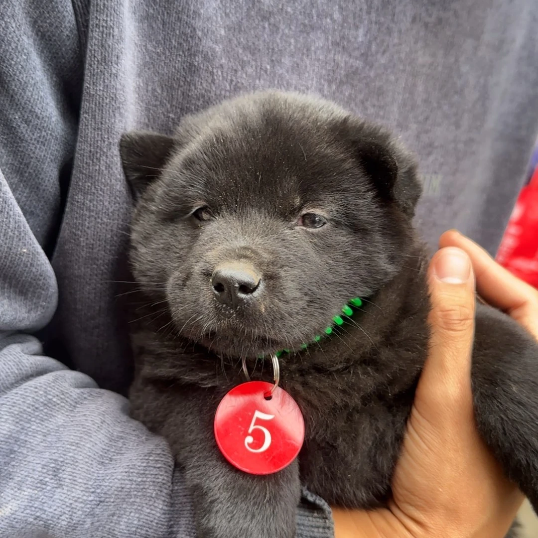 中华田园犬小黑公