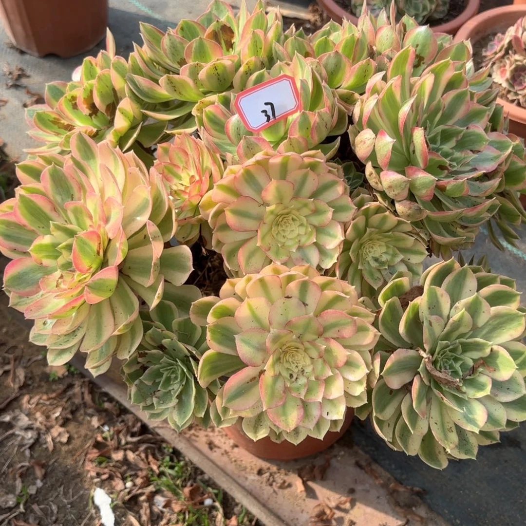 全部花朵37千玺朵朵多肉植物