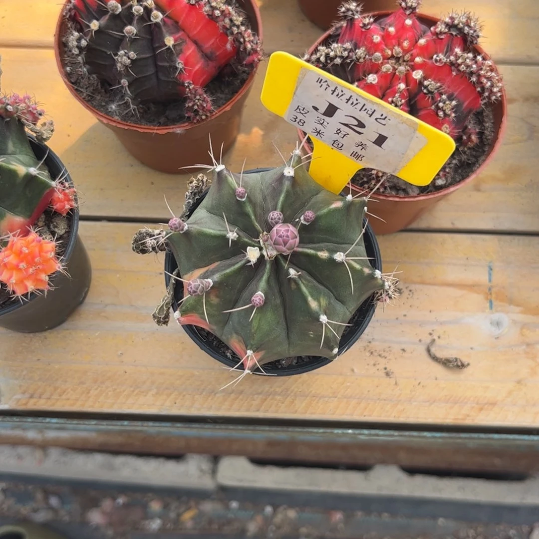 小*妤多肉植物1111111