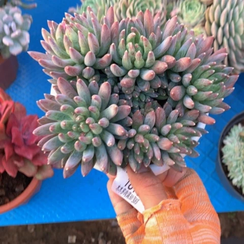 丽*1816炫彩星多肉