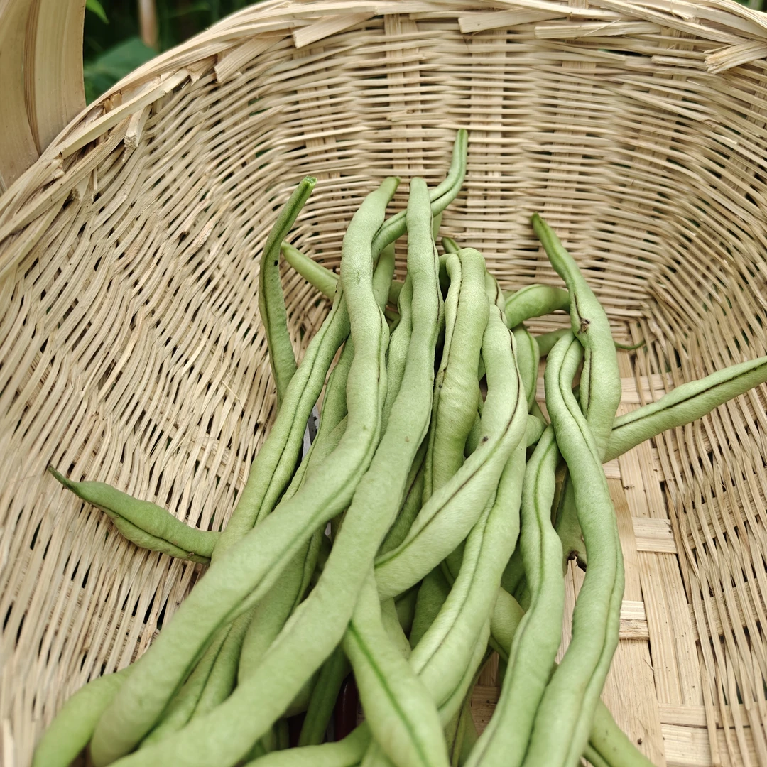 贵州罗甸现摘新鲜无筋豆农家自种高原架豆王豆角蔬菜