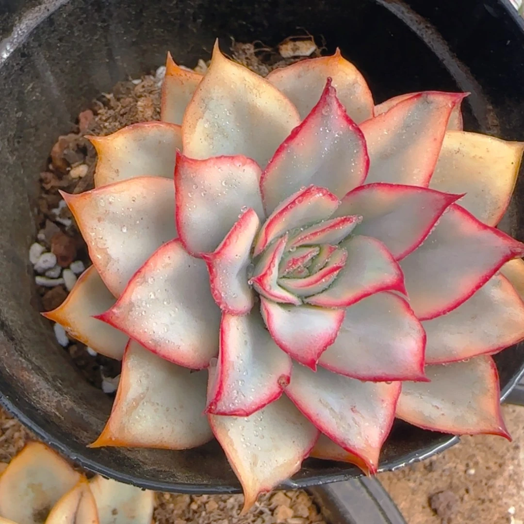 【闪购商品】月光女神锦