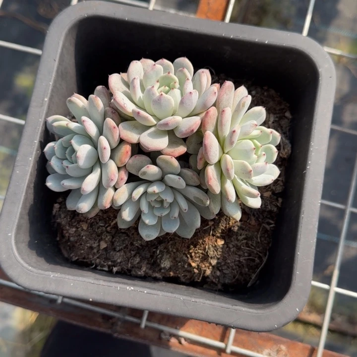 雪爪多肉植物绿植