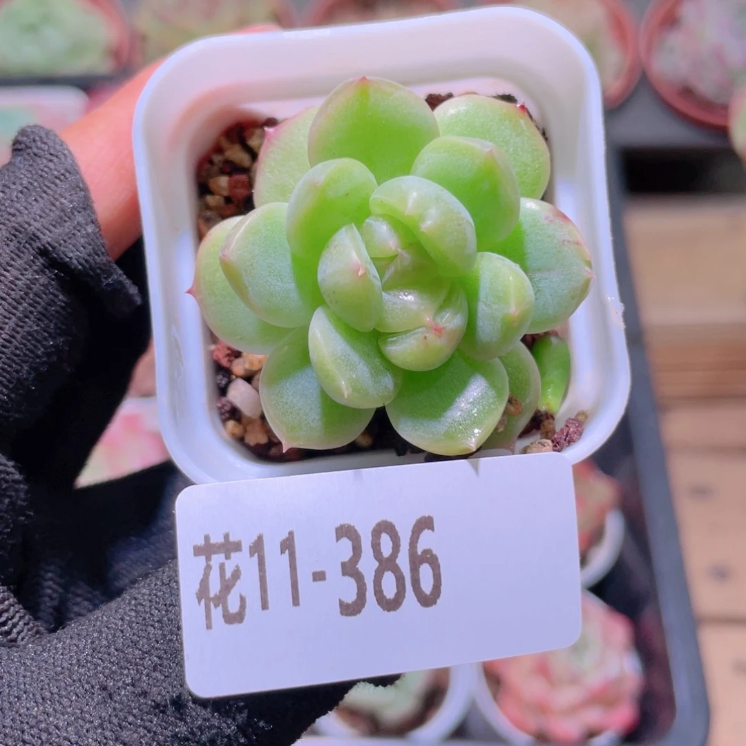 爱**风花利美11-386新品珍妮