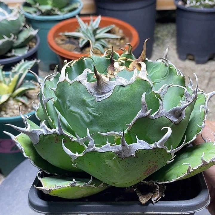 青***心白鲸。        一个