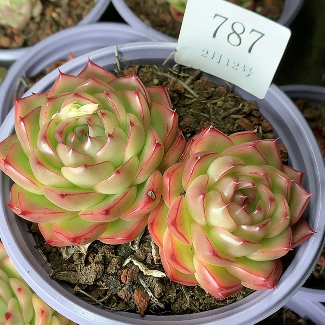 【闪购商品】云787