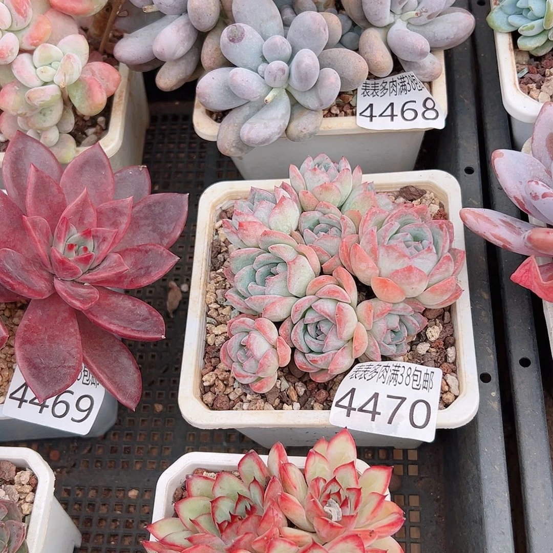 爱***笨无花朵多肉一物一拍植物4470