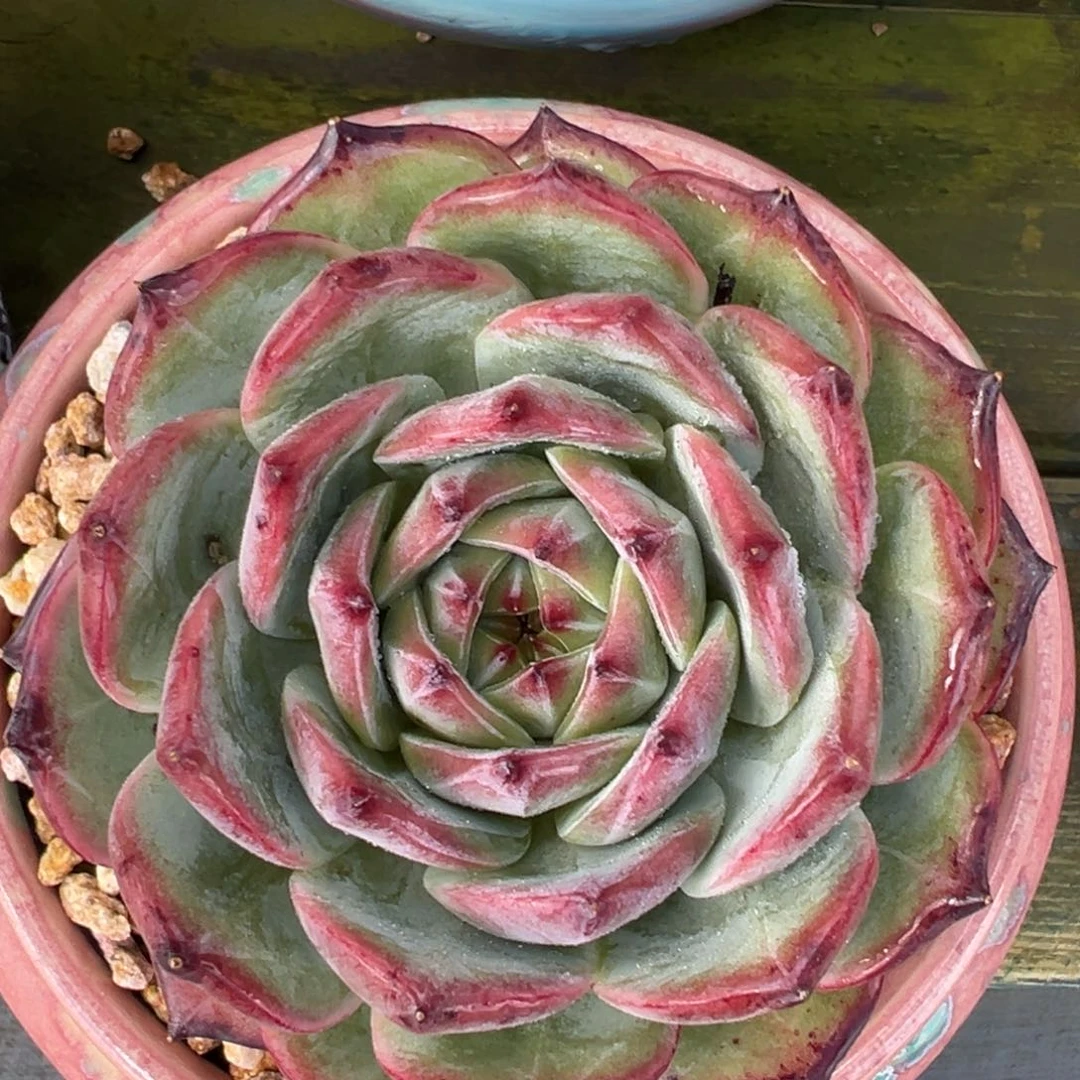 从前慢多肉精选编号0728.116