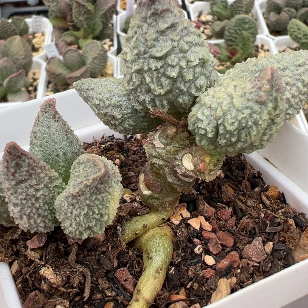 翡翠哈默多头纯木质桩多肉植物