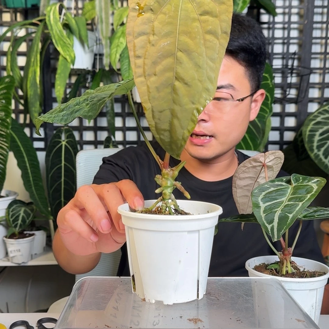 无花朵用****7一物一拍W 08