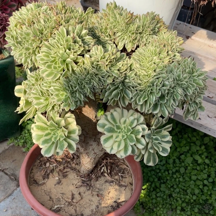 法师老桩缀化迈巴赫