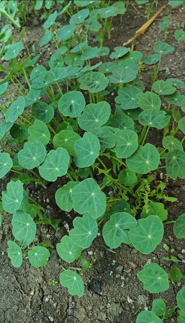 庭院花卉混色绣球石竹2棵