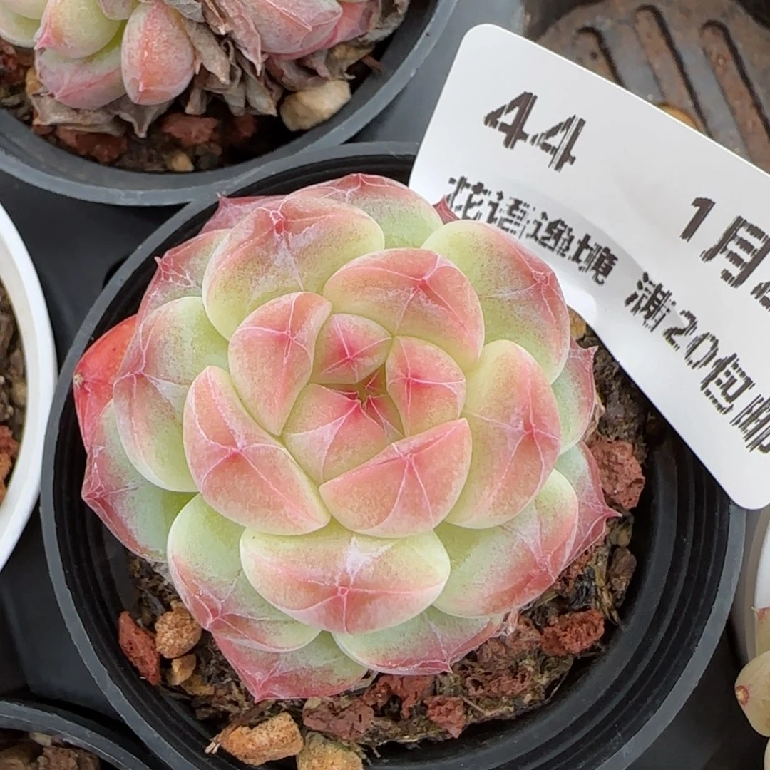 花语逸境0120-44冰心