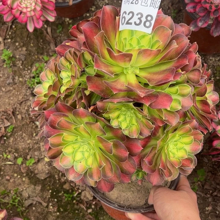 6238韶华多肉植物