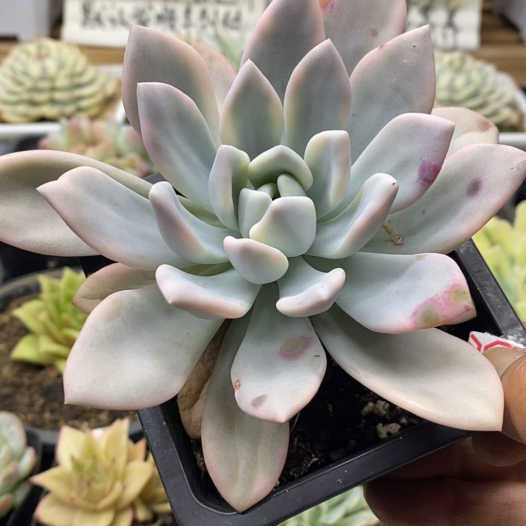 02150 奥普覆轮锦 微瑕