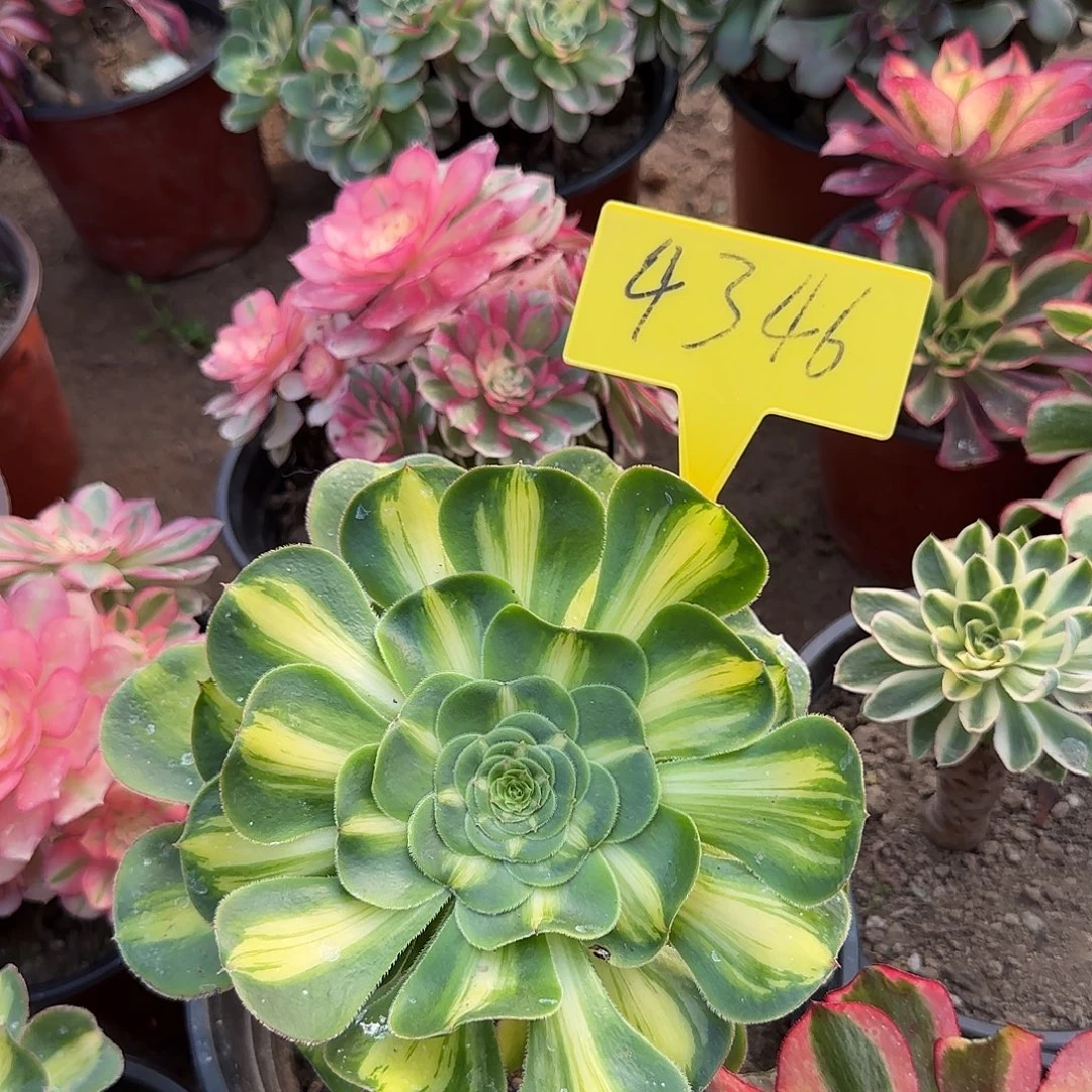 4346--暴君多肉植物