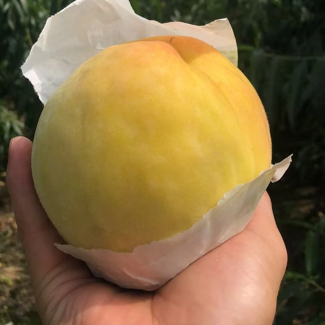 嘉善姚庄锦绣黄桃（大果）姚庄桃花岛本地桃农