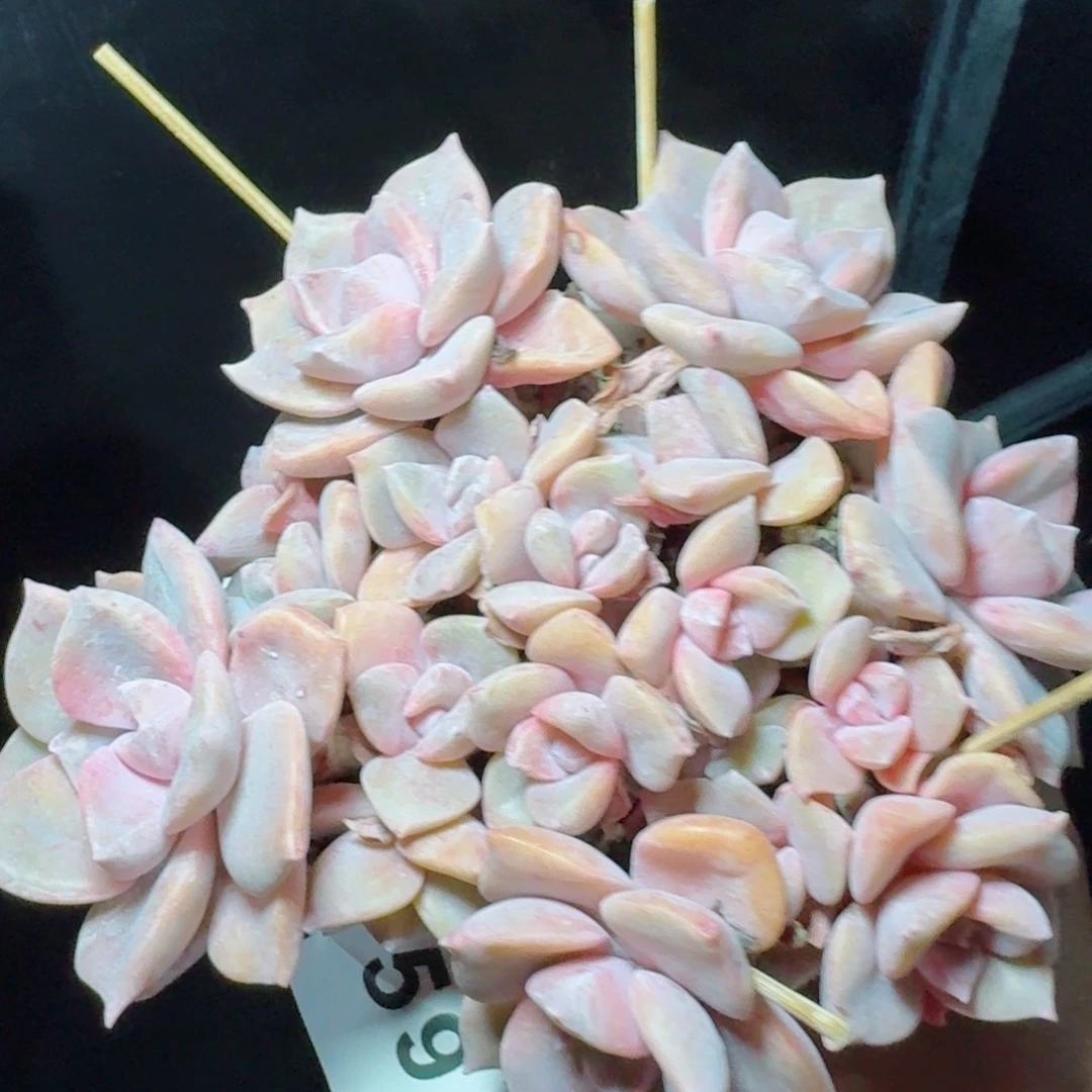彩虹糖群生            精美多肉植物