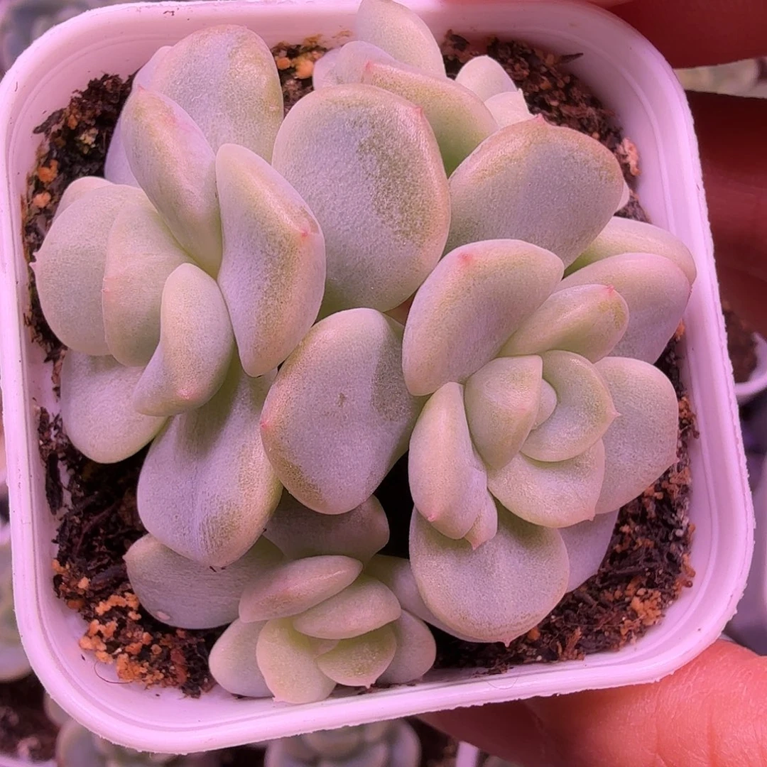 甜心竹马叶插苗一物一拍