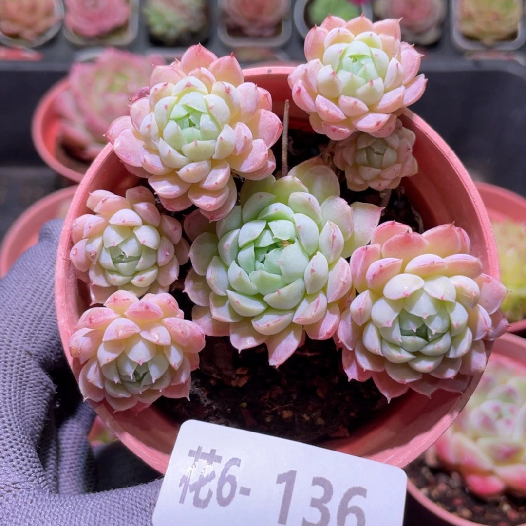 花利美6-136羊脂球