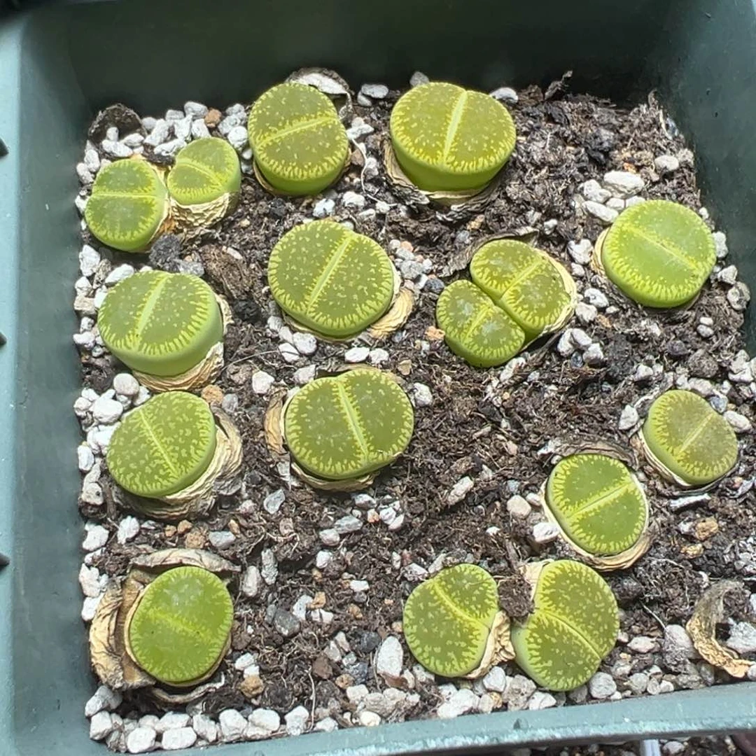 【闪购商品】 731。