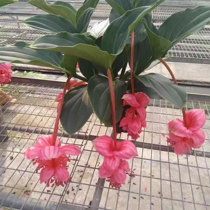 宝莲灯花盆栽带花苞室内桌面绿植客厅年宵花卉四季开花好养活植物