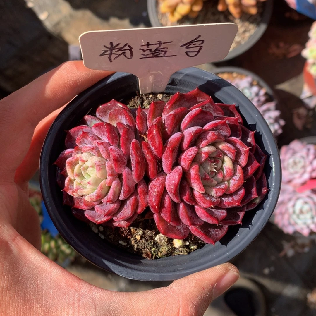 啥逻辑牡丹7272727273