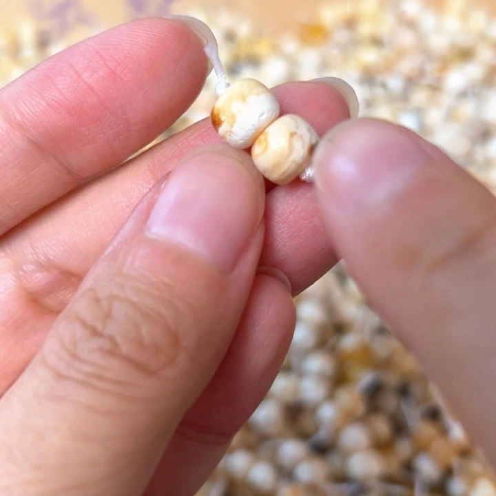 裸石蜜蜡未镶嵌8.1mm一对