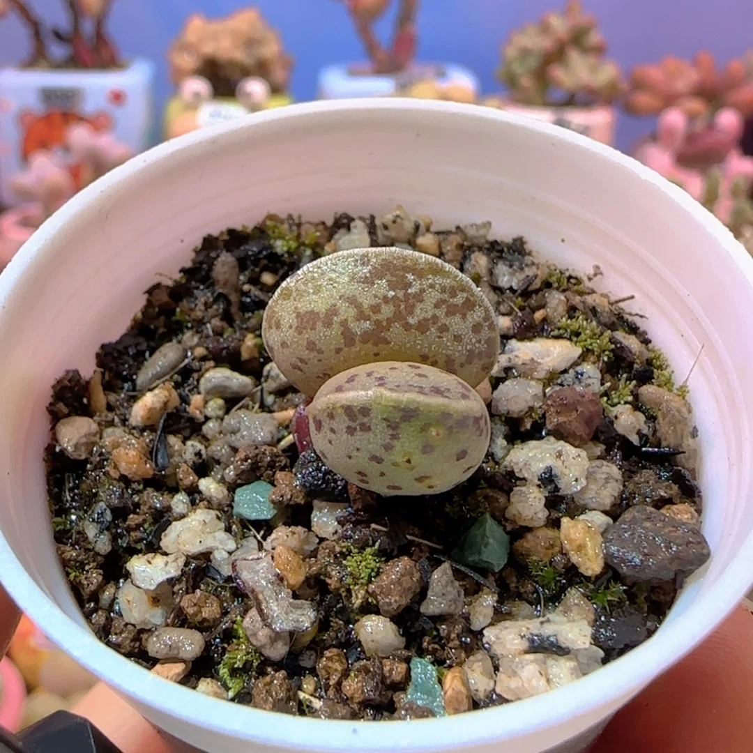 T变异海豹盆口2.5cm