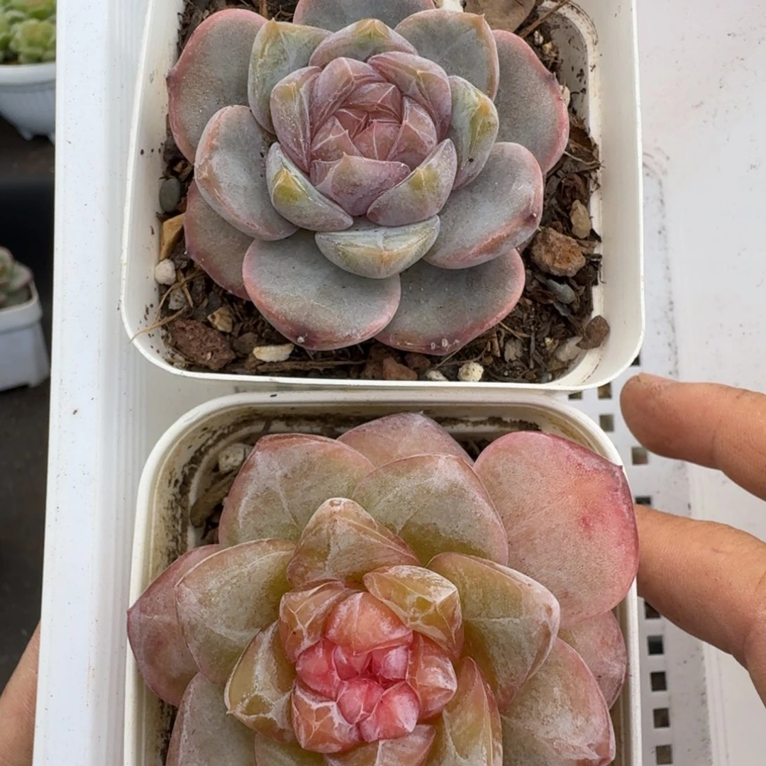 一物一拍一物一拍1026-662