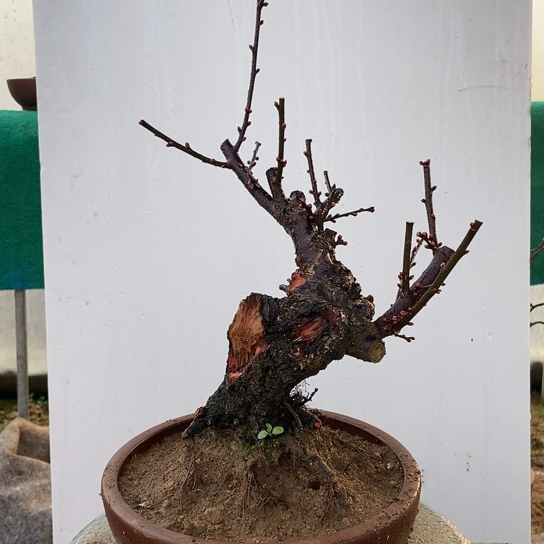 全部花苞野梅嫁接乌梅