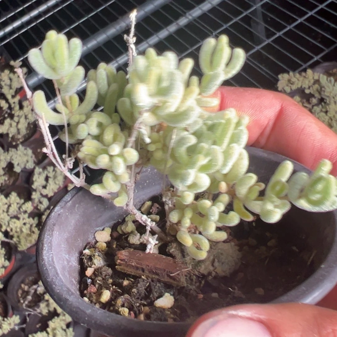 白闪光90杯老桩福利