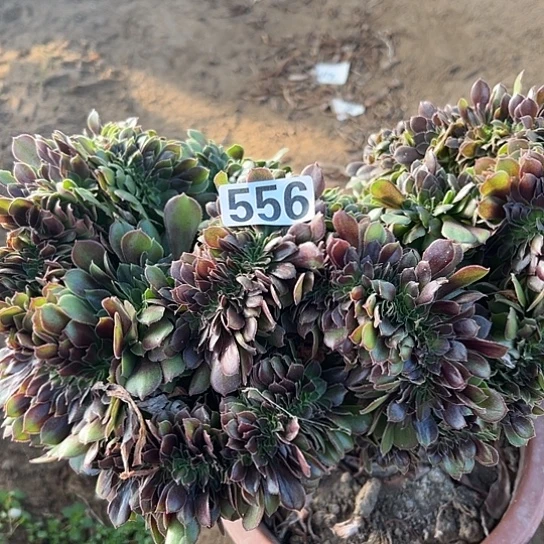 用***5多肉植物一个玫瑰556