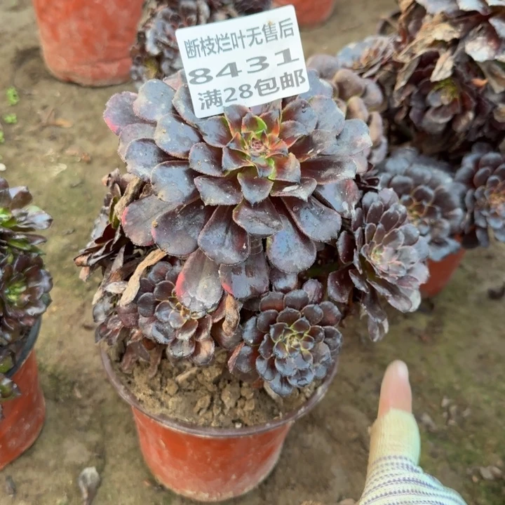 8431二号棚火烧云A