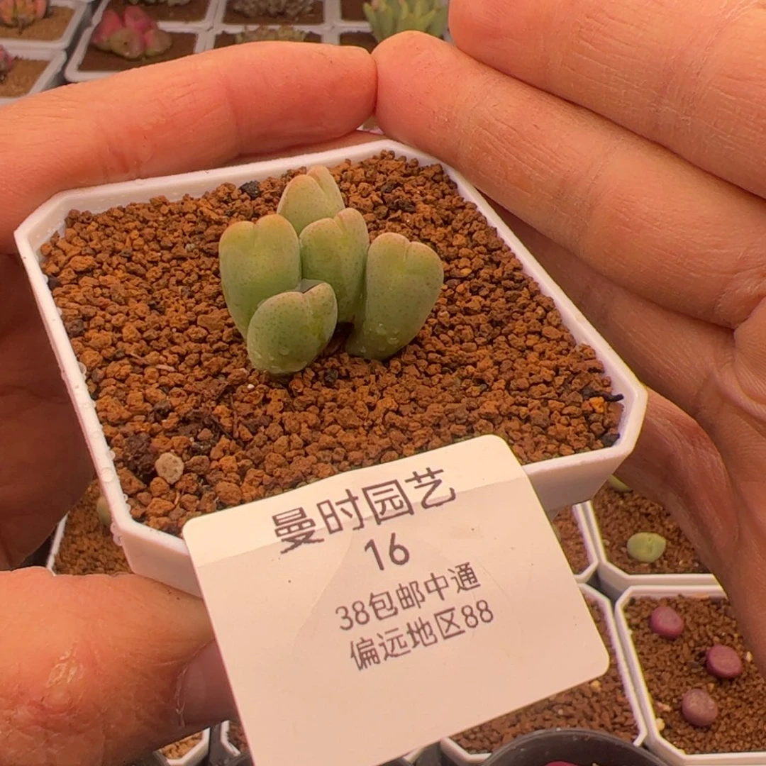 2.19将杂多肉植物16