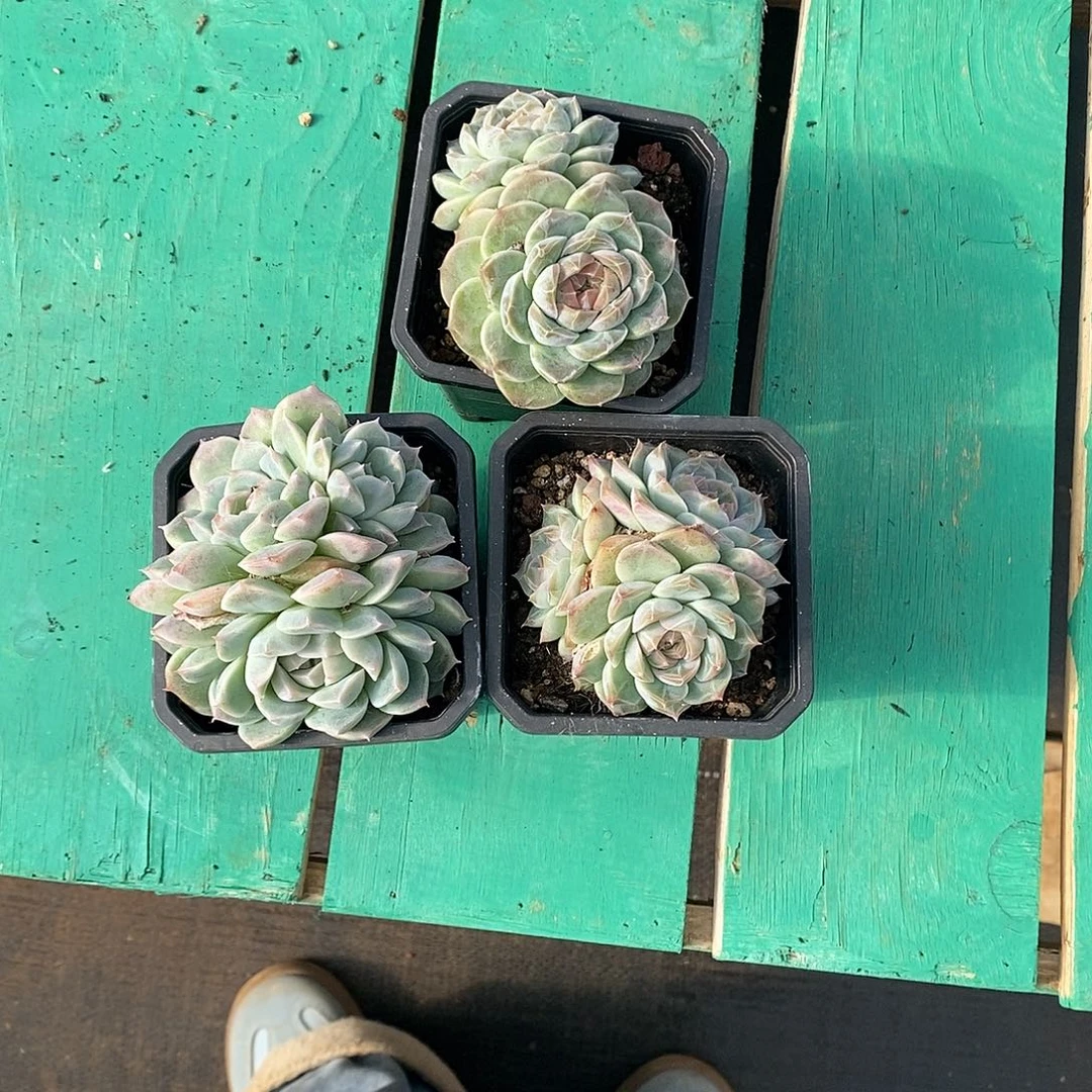 ‖***℡3颗寄养。