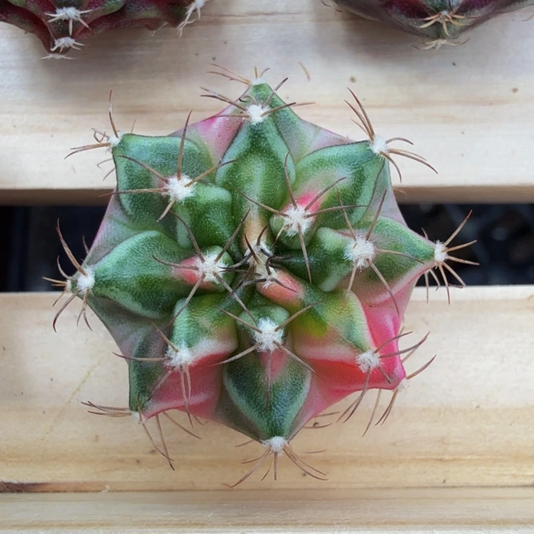 当前无花朵，栽培后可花朵