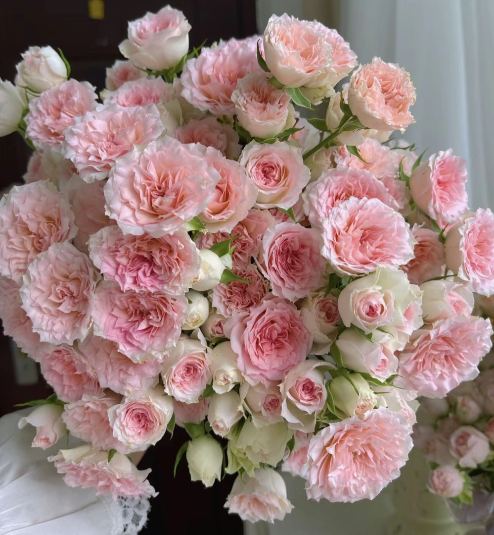 （曼）情迷罗拉8支➕2支防损鲜花任意满两单包邮